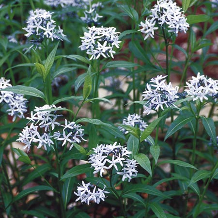 Unbranded Amsonia Tabernaemontana Seeds Average Seeds 45