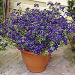 Unbranded Anagallis Skylover Blue Plants 456311.htm