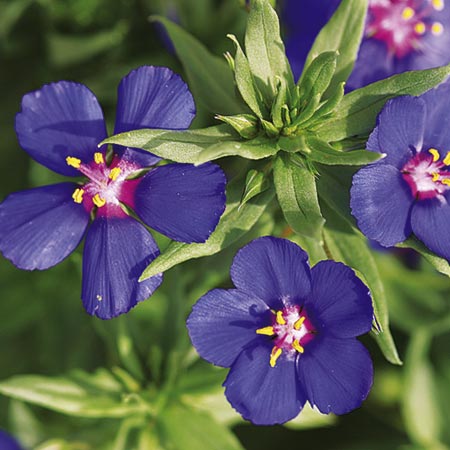 Unbranded Anagallis Skylover Blue Plants Pack of 12 Pot