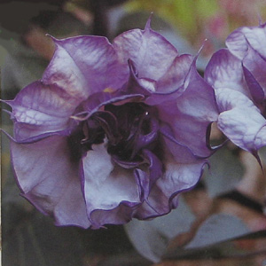 Unbranded Angels Trumpet Double Blackcurrant Swirl Seeds