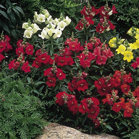 Unbranded Antirrhinum Bells F1 Seeds (Snapdragon) Average