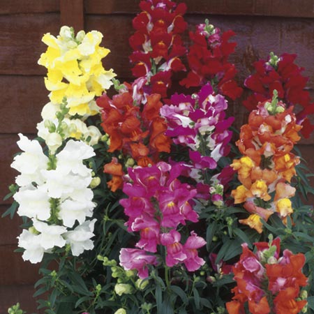 Unbranded Antirrhinum Kim Mixed F1 Plants Pack of 40