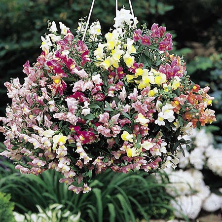 Unbranded Antirrhinum Lampion Seeds Average Seeds 35