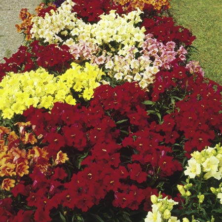 Unbranded Antirrhinum Pixie Mixed F1 Seeds (Snapdragon)