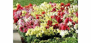 Unbranded Antirrhinum Plants - F1 Kim Mix