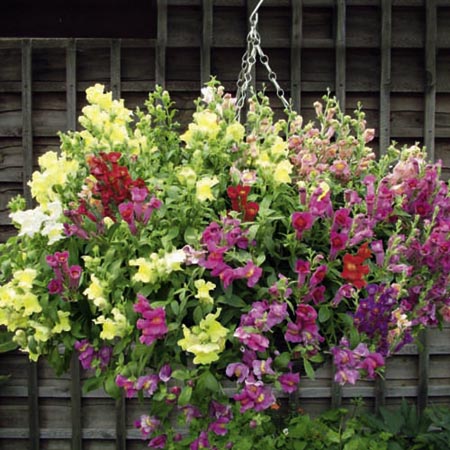 Unbranded Antirrhinum Pola Mixed F1 Average Seeds 30