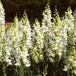 Stately plants with rich green foliage and spikes of large  purest white snap dragon flowers offerin