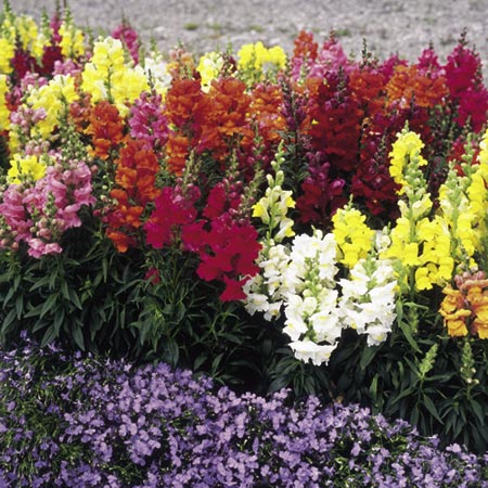 Unbranded Antirrhinum Sonnet Mixed F1 Seed Average Seeds 100