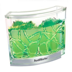 Evolving from the original Antworks, Antworks Illuminated highlights the tunnels and the ants that w