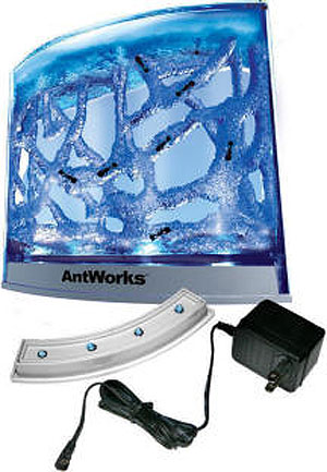 Are you looking to light your home or office in a new, original and fun way? Do you love insects,