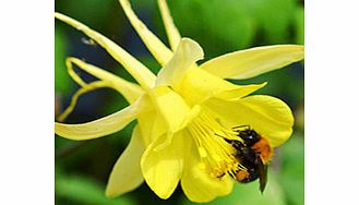 Unbranded Aquilegia Plant - Yellow Star