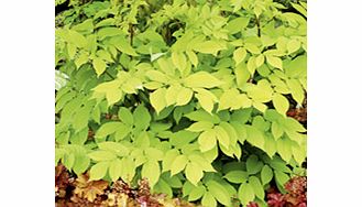 Unbranded Aralia Plant - Sun King