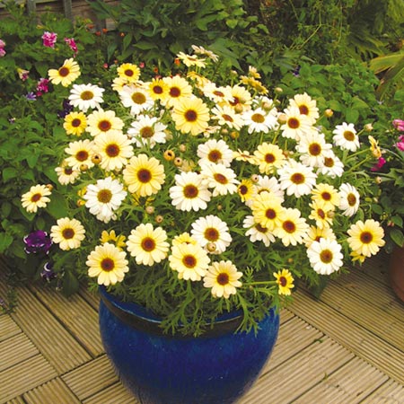 Unbranded Argyranthemum Reflection Yellow Cream Plants