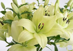 Unbranded Asiatic Lily Bouquet