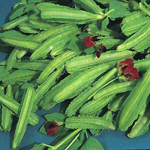 Unbranded Asparagus Pea Seeds