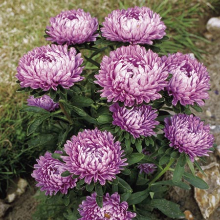 Unbranded Aster Super Milady Lilac Seeds Average Seeds 130