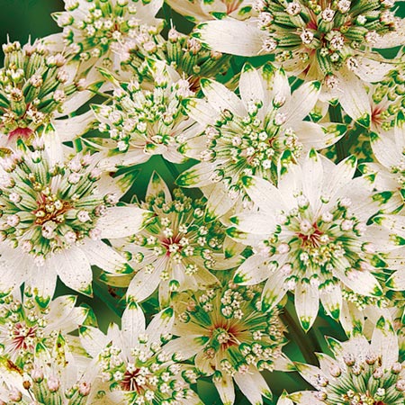 Unbranded Astrantia Star of Billion Pack of 2 Bare Roots