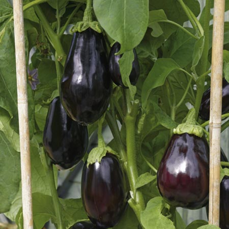 Unbranded Aubergine Bonica F1 seeds Average Seeds 30