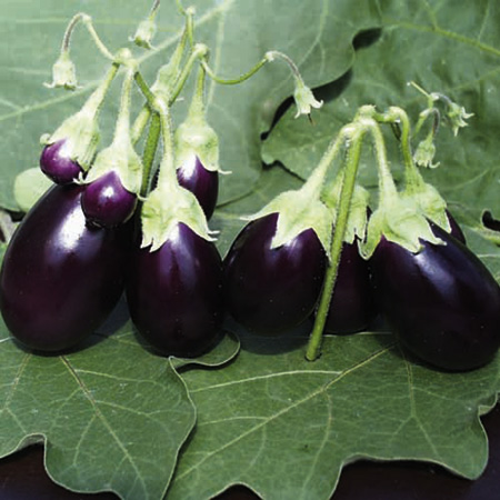 Unbranded Aubergine Ophelia F1 Seeds 6 Seeds