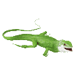 BABY IGUANA