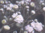    Frothy clouds of white, double flowers up to 1