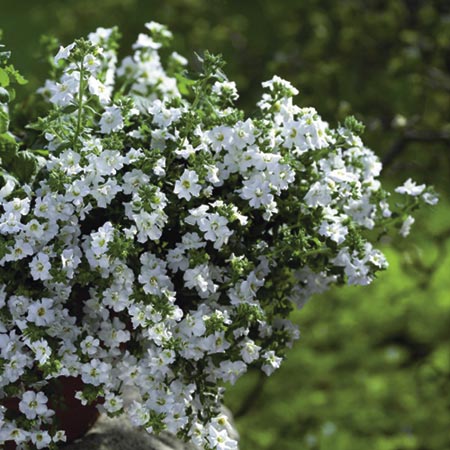 Unbranded Bacopa Double White Plants Pack of 5 Pot Ready