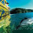 Unbranded Bay of Islands Day Tour and Swim with Dolphins
