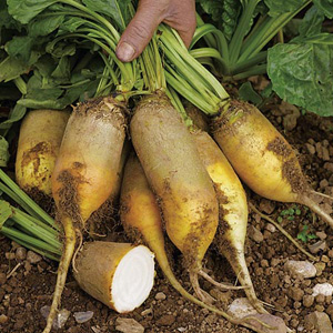 Unbranded Beetroot Yellow Cylindrical Seeds