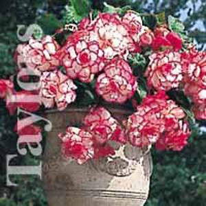 The Exotic Babylon produces blooms of cascading pink/red flowers from July onwards.