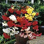 Unbranded Begonia Illumination Collection Plants 456181.htm