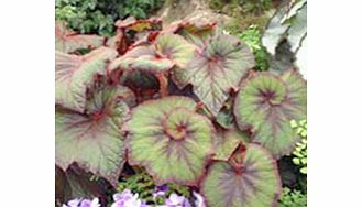 A beautiful plant. The whole plant is covered in red hairs especially on the young leaves. Dark green leaves with darker edges having a spiral swirl in the heart. Rex type. Flowers January-December. Height 31-40cm. TP - Tender -perennial.Foliage hous