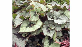 Rex type.A compact begonia. Spiral rich silver satin leaves with a pink blush centre. Rex type. Flowers January-December. Height 21-30cm. TP - Tender perennial.Foliage houseplantGrown for multi-coloured leavesBUY ANY 3 BEGONIA FOLIAGE PLANTS AND SAVE