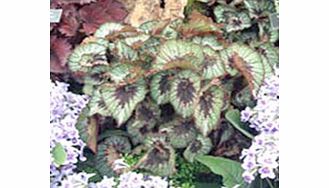 A beautiful spotted spiral leaved begonia. Leaves swirl around starting with deep plum in the centre blending to pink silver and green towards the edge. Rex type. Flowers January-December. Height 21-30cm. TP - Tender perennial.Foliage houseplantGrown