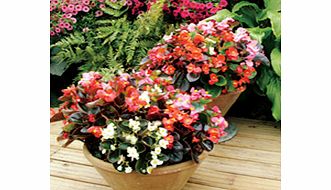 Unbranded Begonia Plants - F1 President Mix