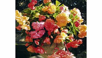 Unbranded Begonia Tubers - Scented Collection