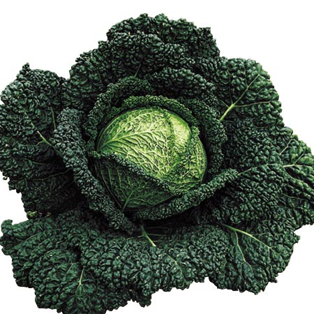 Unbranded Cabbage Capriccio F1 Seeds Average Seeds 55