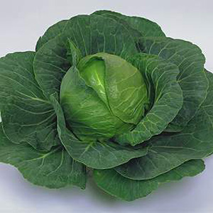 Unbranded Cabbage Elisa F1 Seeds