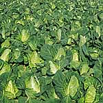 Unbranded Cabbage Greyhound Seeds 433137.htm