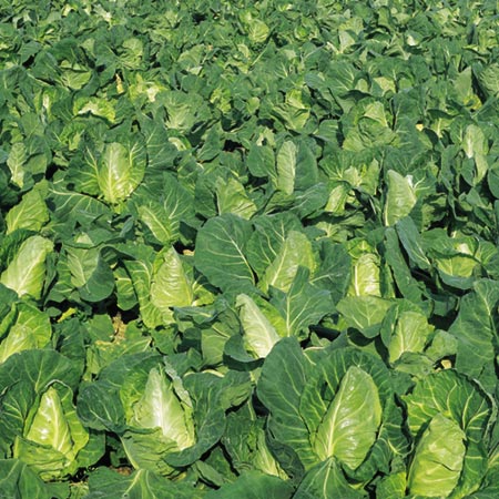 Unbranded Cabbage Greyound Seeds - Triplepack Average