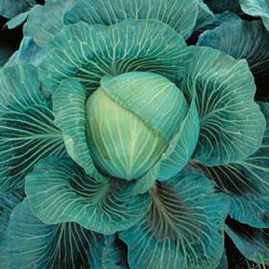 Unbranded Cabbage Kilaton F1 Hybrid Seeds