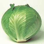 Strong  sturdy leaves  uniform in shape and colour. Very mild  sweet flavour  ideal for making coles