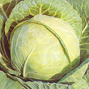 Unbranded Cabbage Primo Seeds
