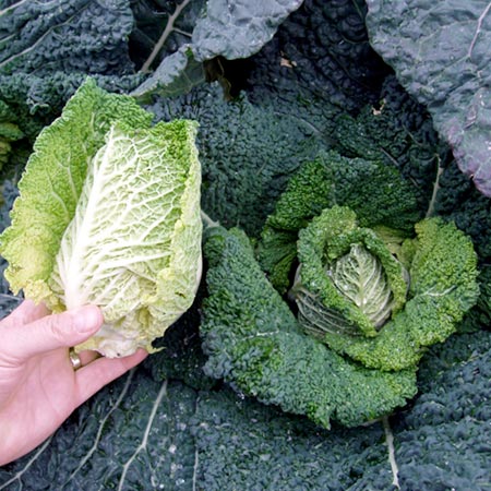 Unbranded Cabbage Samantha F1 Seeds Average Seeds 55