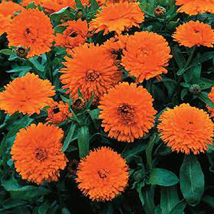 Unbranded Calendula Candyman Orange Seeds