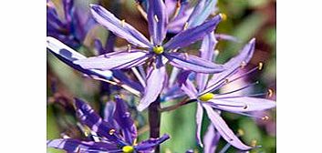 Unbranded Camassia Bulbs - leichtlinii Caerlea