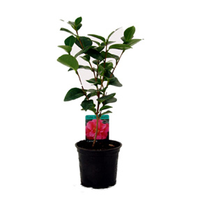 Unbranded Camellia Pink