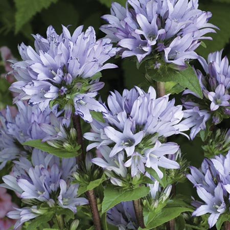 Unbranded Campanula Emerald Pack of 3 Potted Plants