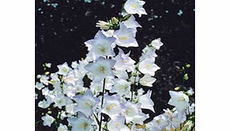 Unbranded Campanula Plant - Chettle Charm