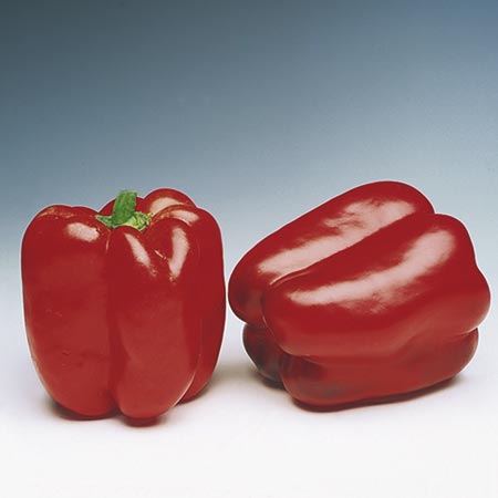 Unbranded Capsicum Denver F1 Seeds 8 Seeds