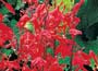 Cardinal Flower